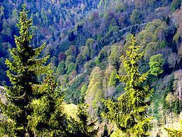forest