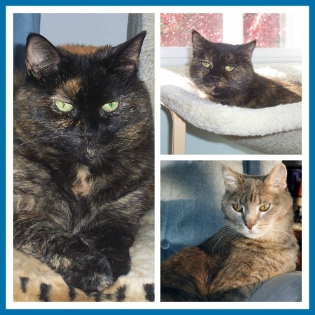 cat_collage