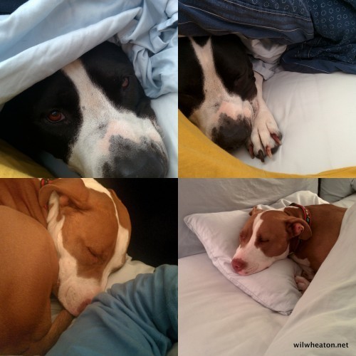 PibblesUnderCovers