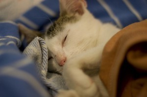 can_you_give_your_cat_the_flu