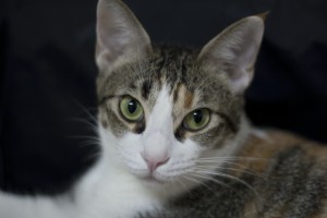 calico tabby cat