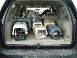 Rescue_Ink_evacuates_cats_during_Hurricane_Sandy