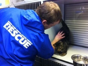 North Shore Animal League Hurricane Sandy