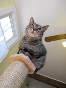 cat_scratching_post