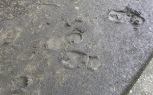 SAMSUNG DIGITAL CAMERA