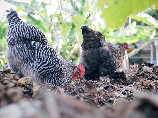 Garden Betty's chicken feed calculator for determining your protein content