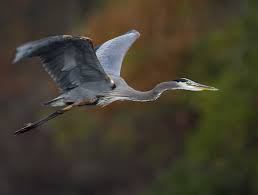 heron