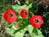 tulip
