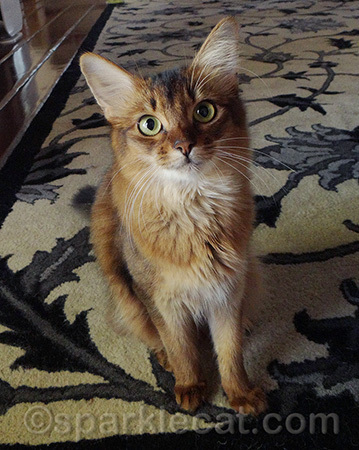 I have GOOD kitty news for you today!