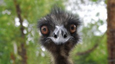 Emu, looking like it's staring in disbelief