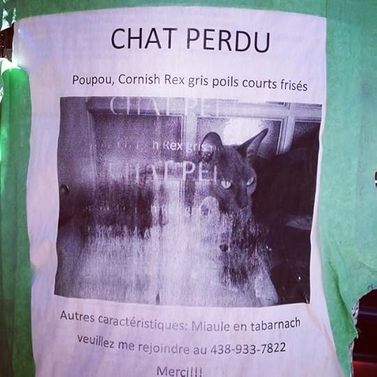 J'espère qu'on a retrouvé Poupou #life #miauleentabarnach #mtl #montrealcity #montreal