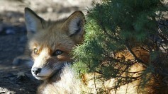 Fox, watching impatiently