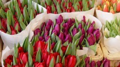 Amsterdam Tulips