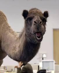 camel2