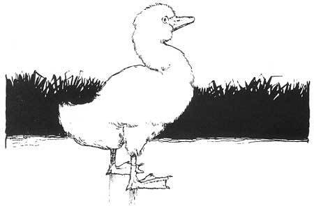 The Ugly Duckling by Wm Heath Robinson