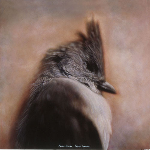 From the Small Deaths series by Kate Breakey