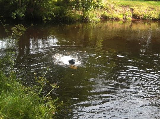 Tilly in the Teign