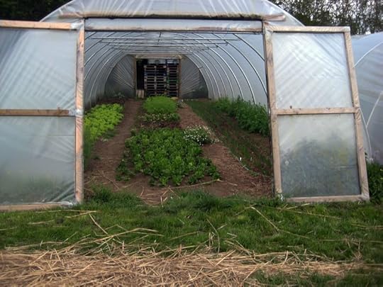 Young plants in one of the poly-tunnels