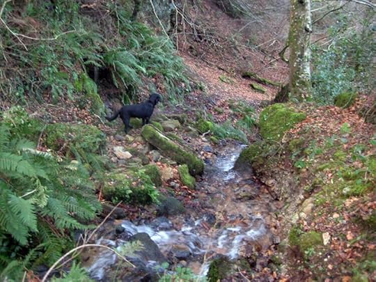 Tilly below the falls