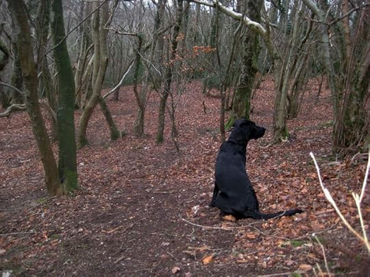 Tilly in the winter woods