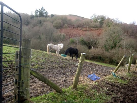 White horse, black horse