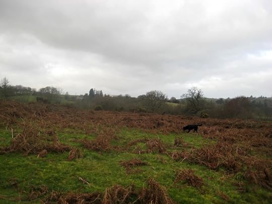 Black dog in the bracken