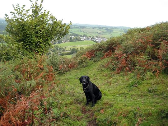 Tilly on Nattadon Hill