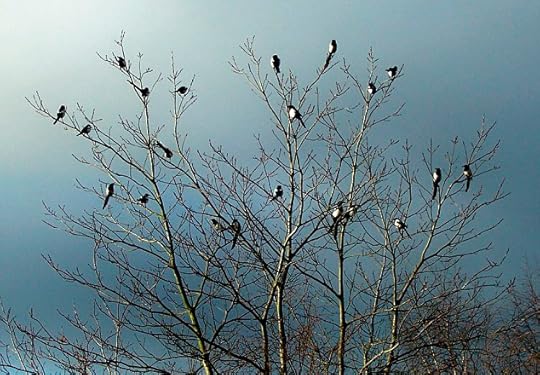 Magpies