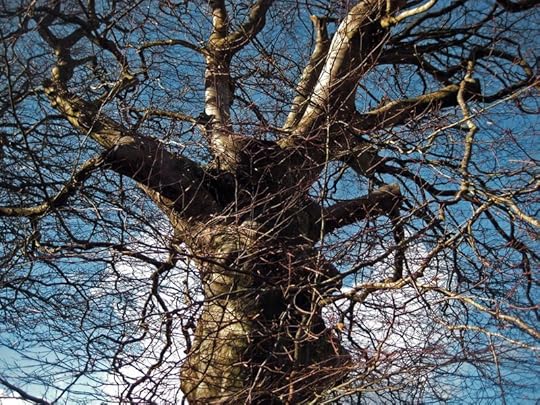 Devon Tree Spirit