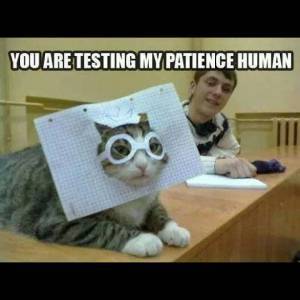 cat wearing graph paper