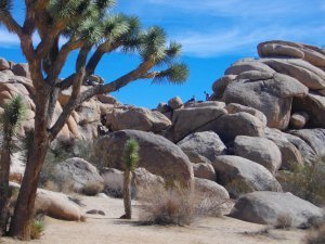 Joshua Tree 001