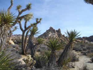 purifoy joshua tree 29 palms nov 18.19.2014 064