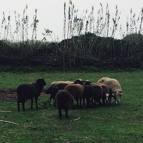 sheep