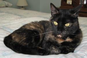 cat_on_bed