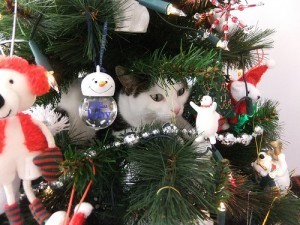 cat_on_Christmas_tree