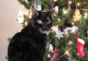 cat-with-Christmas-tree