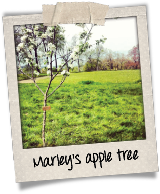 Marley polaroid tree