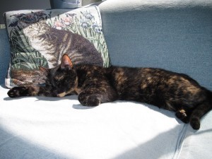 sleeping_cat
