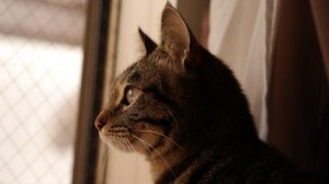 Japan-Cat