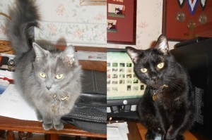 cat romance