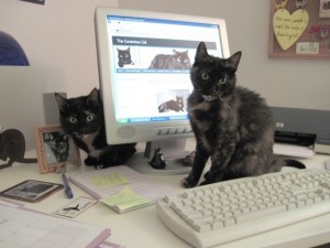 cats-computer-keyboard-monitor