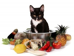 homemade cat food