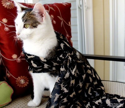 cat-scarf