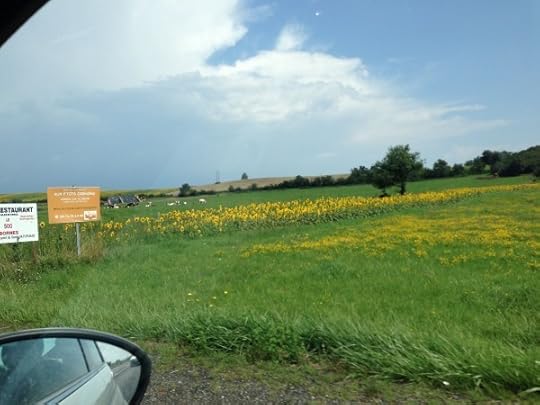 Driving past sunflowers and cowflowers