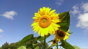 sunflower