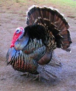 Splendid male turkey