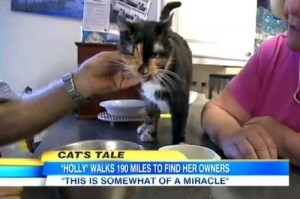 Holly_the_cat_200_mile_journey