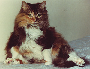 long_haired_calico_cat