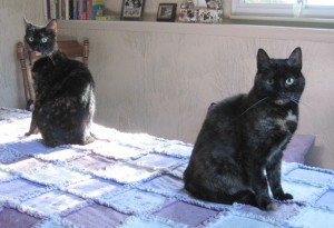 Allegra and Ruby on Reiki table