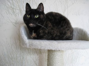 Ruby on cat tree